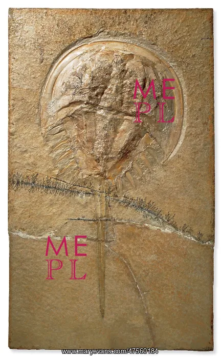 : Fossilised Mesolimulus : Fossilised Mesolimulus