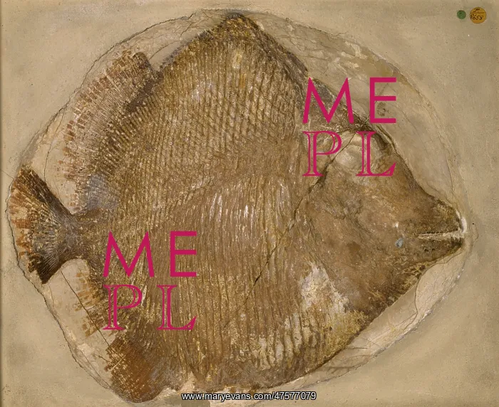 : Fossilised Mesturus verrucosus : Fossilised Mesturus verrucosus