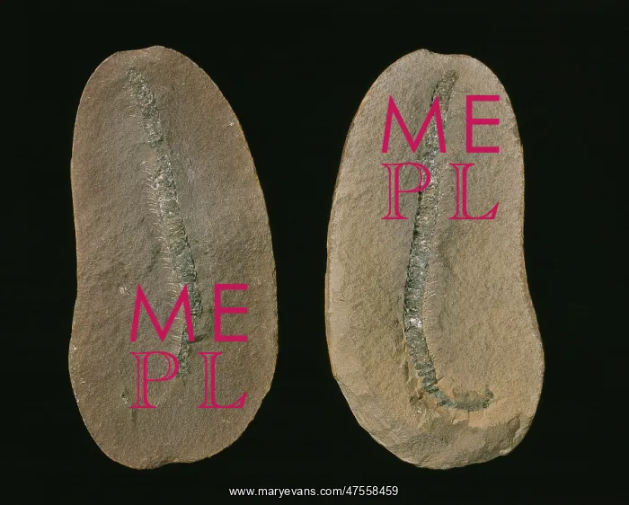 : Fossilised millipede (Class Diplopoda) : Fossilised millipede (Class Diplopoda)