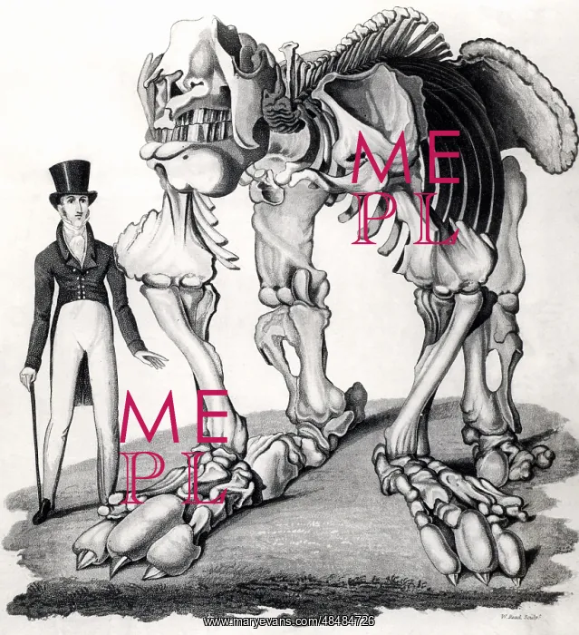 : Fossilised skeleton of a Megatherium or Giant : Fossilised skeleton of a Megatherium or Giant