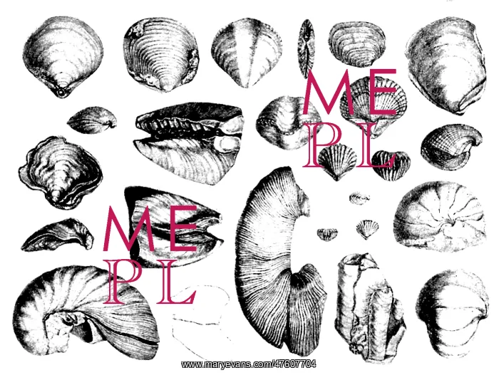 : Fossilized Shells, 1844 : Fossilized Shells, 1844