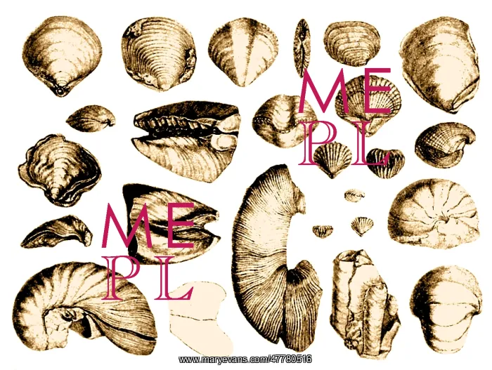 : Fossilized Shells, 1844 : Fossilized Shells, 1844