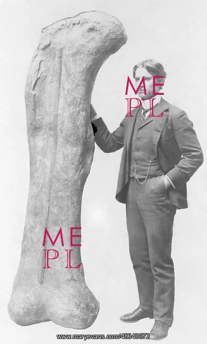 : Fossilized thighbone of a Camarasaurus, 1902 : Fossilized thighbone of a Camarasaurus, 1902