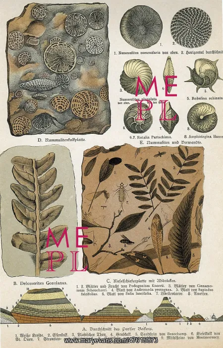: Fossils. Historical artwork of various fossils : Fossils. Historical artwork of various fossils