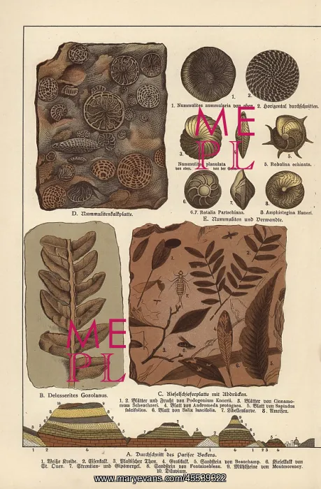 : Fossils of algae, plants, insects and protozoa : Fossils of algae, plants, insects and protozoa