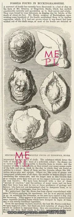 : Fossils found in Buckinghamshire : Fossils found in Buckinghamshire