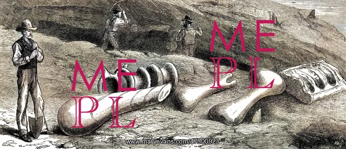 : FOSSILS IN COLORADO : FOSSILS IN COLORADO