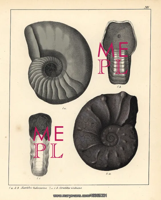 : Fossils of extinct ammonite cephalopods : Fossils of extinct ammonite cephalopods