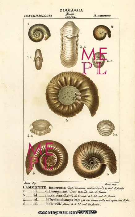 : Fossils of extinct ammonite species : Fossils of extinct ammonite species