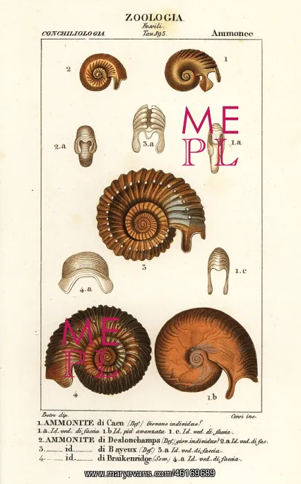 : Fossils of extinct ammonite species : Fossils of extinct ammonite species