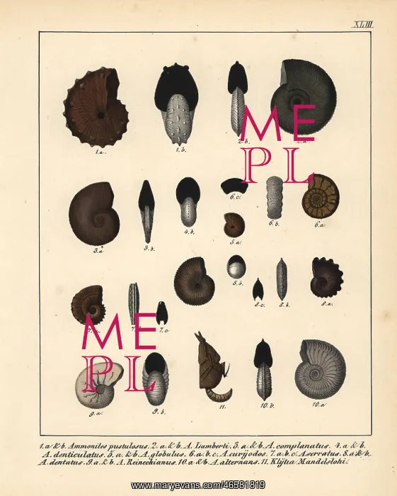 : Fossils of extinct ammonites : Fossils of extinct ammonites