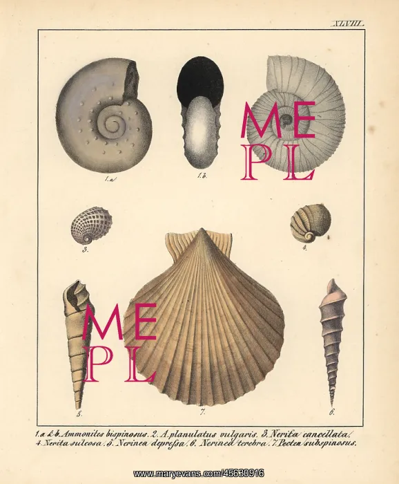 : Fossils of extinct Ammonites, Nerita, Nerinea : Fossils of extinct Ammonites, Nerita, Nerinea