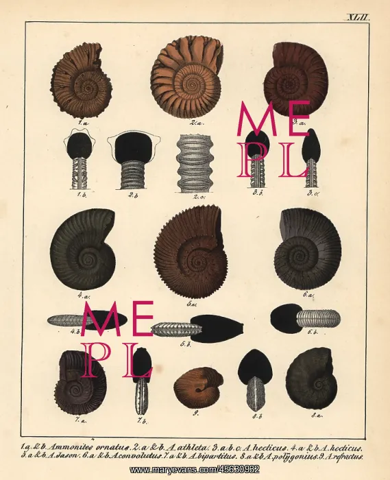 : Fossils of extinct Ammonites species : Fossils of extinct Ammonites species