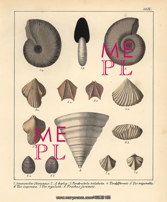 : Fossils of extinct Ammonites, Terebratula and : Fossils of extinct Ammonites, Terebratula and