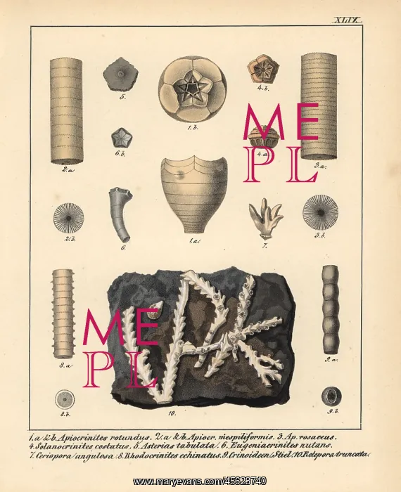 : Fossils of extinct Apiocrinites, Solanocrinites : Fossils of extinct Apiocrinites, Solanocrinites