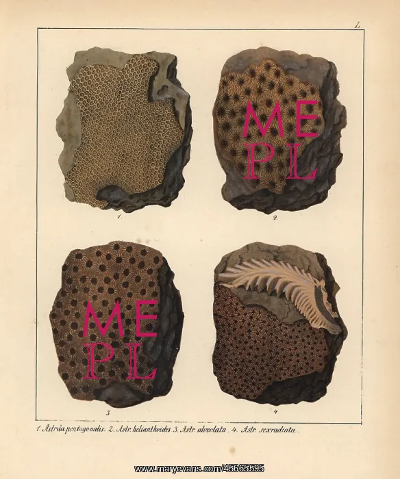: Fossils of extinct Astraea pentagonalis, A : Fossils of extinct Astraea pentagonalis, A