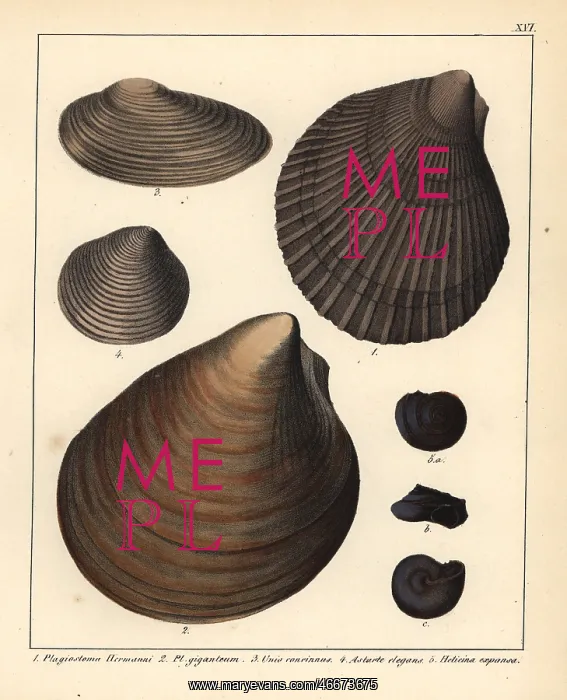  : Fossils of extinct bivalves