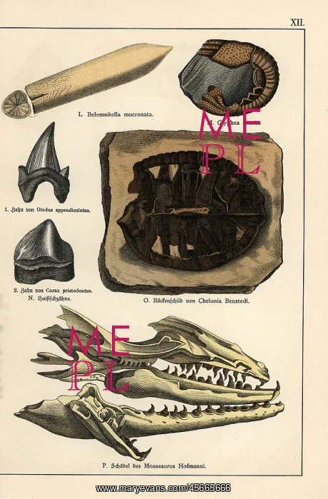 : Fossils of extinct celaphopod, crustacean, turtle and shark : Fossils of extinct celaphopod, crustacean, turtle and shark