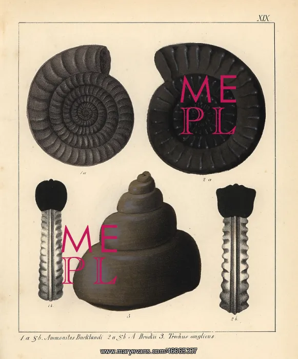 : Fossils of extinct cephalopods : Fossils of extinct cephalopods