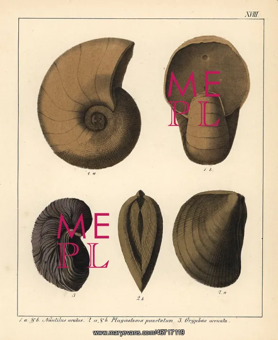 : Fossils of extinct cephalopods : Fossils of extinct cephalopods