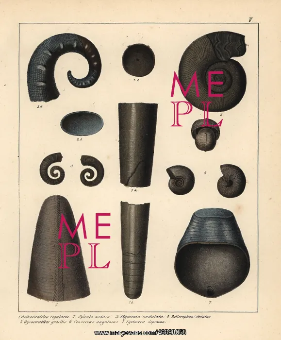 : Fossils of extinct cephalopods and ammonoids : Fossils of extinct cephalopods and ammonoids