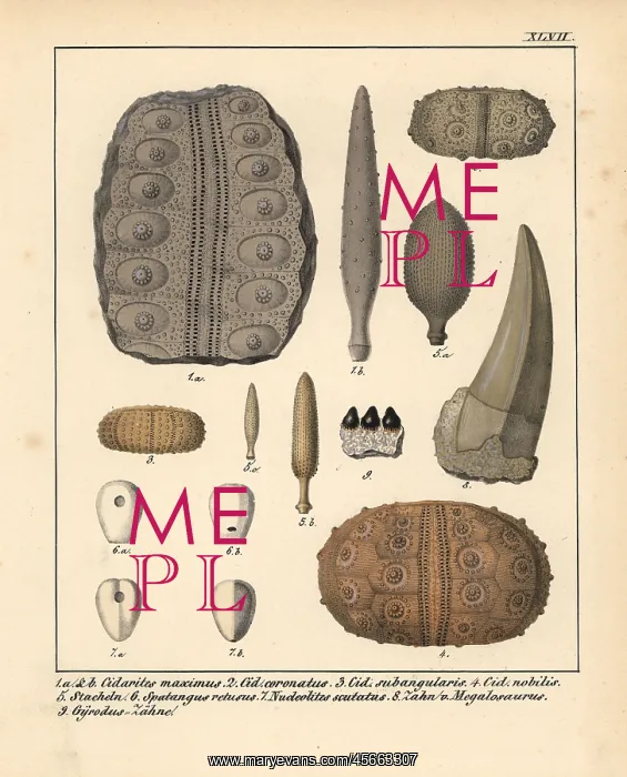 : Fossils of extinct Cidarites, Spalangus, Nudeolitus : Fossils of extinct Cidarites, Spalangus, Nudeolitus