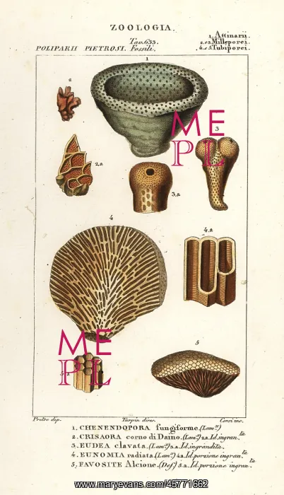 : Fossils of extinct coral : Fossils of extinct coral