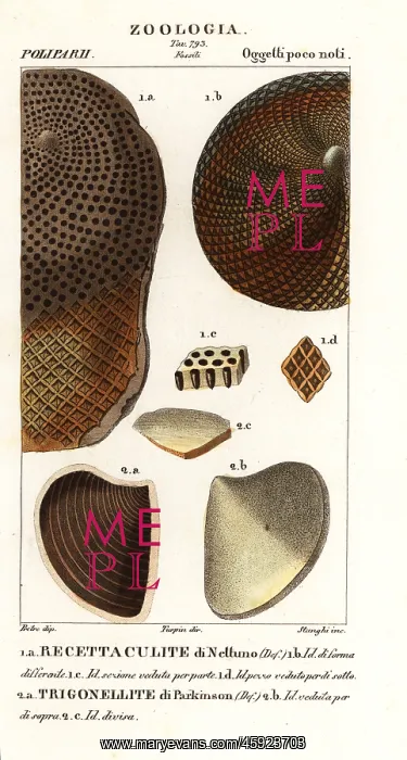 : Fossils of extinct corals : Fossils of extinct corals