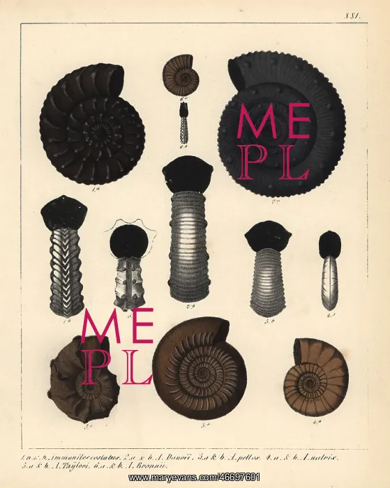  : Fossils of extinct encephalopod ammonites
