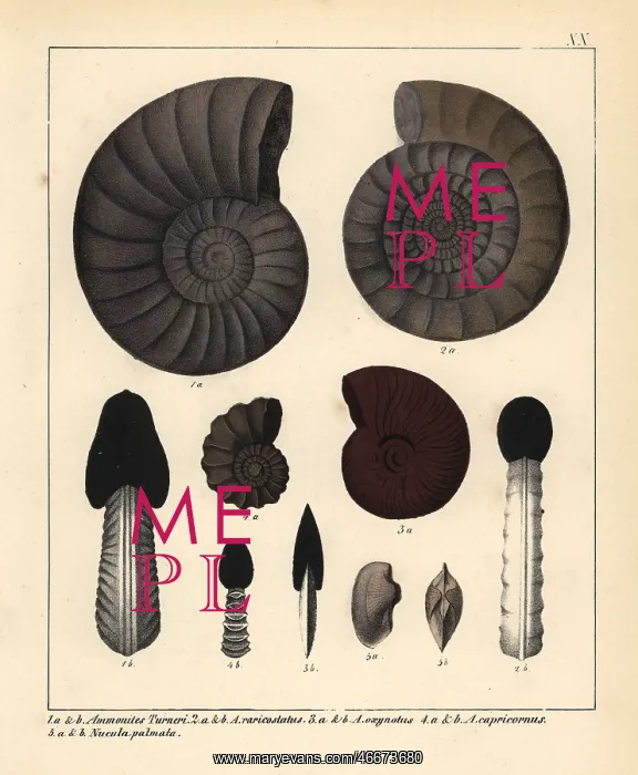 : Fossils of extinct encephalopods : Fossils of extinct encephalopods
