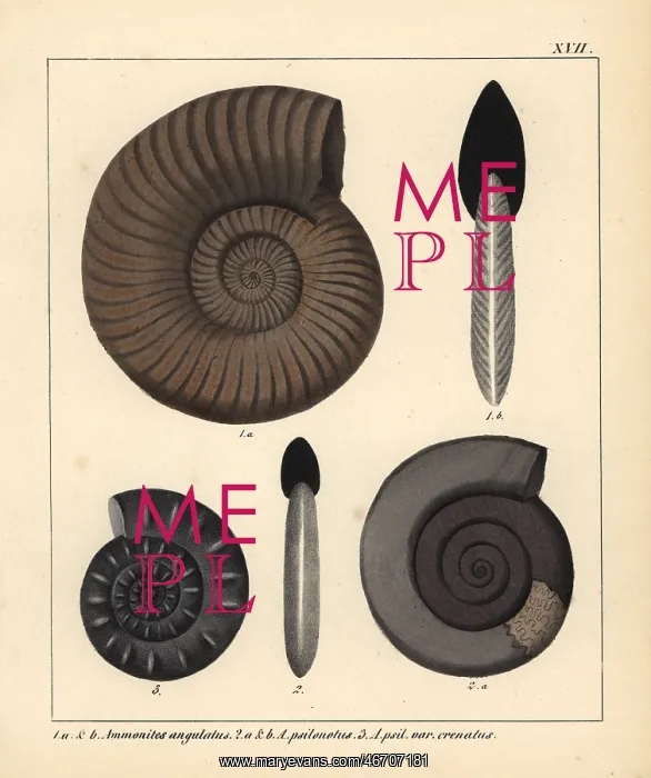 : Fossils of extinct encephalopods : Fossils of extinct encephalopods