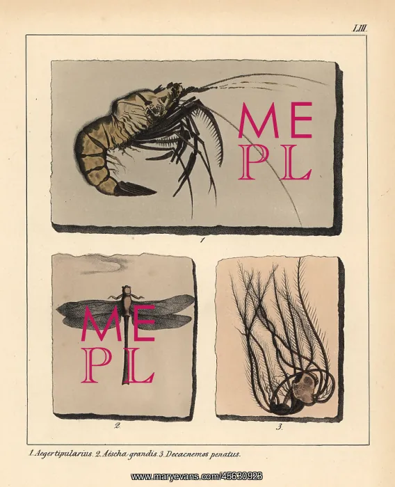 : Fossils of extinct Jurassic prawn, Aeger tipularius : Fossils of extinct Jurassic prawn, Aeger tipularius