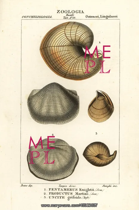  : Fossils of extinct lamp shells