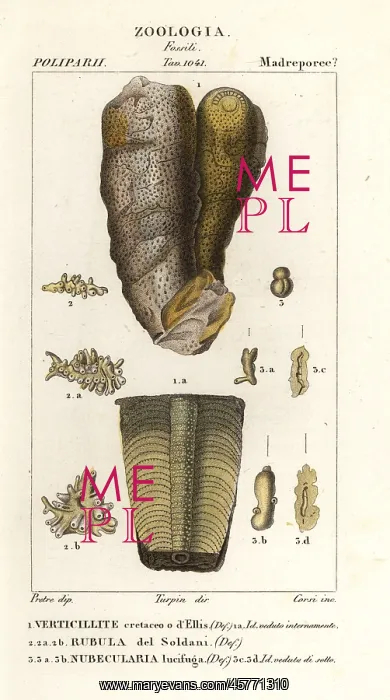 : Fossils of extinct marine creatures : Fossils of extinct marine creatures