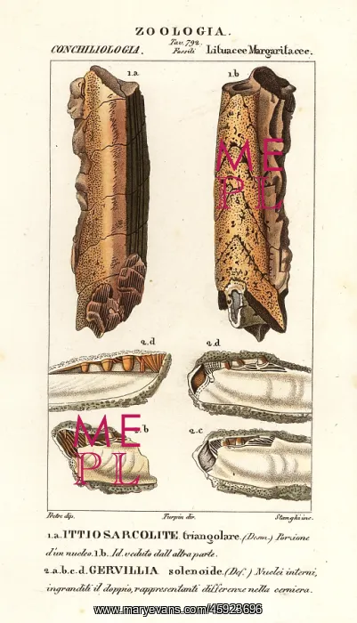 : Fossils of extinct molluscs : Fossils of extinct molluscs