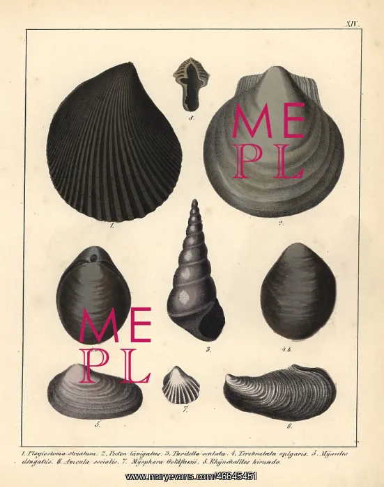 : Fossils of extinct mollusks : Fossils of extinct mollusks