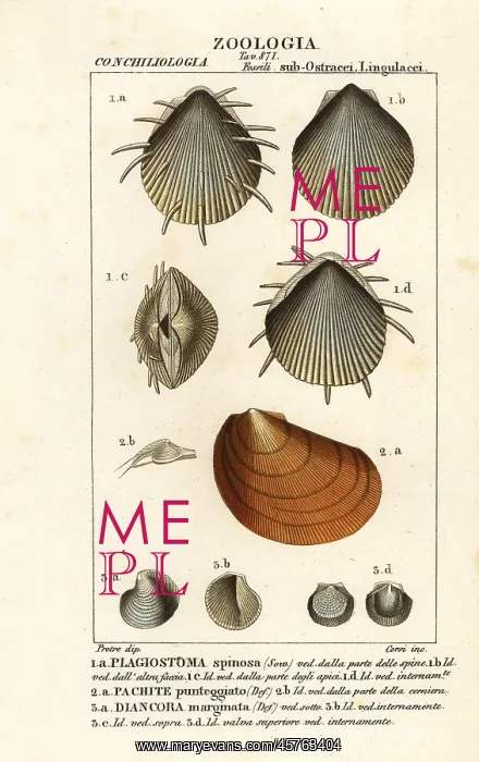 : Fossils of extinct scallops : Fossils of extinct scallops