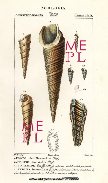 : Fossils of extinct sea snails : Fossils of extinct sea snails