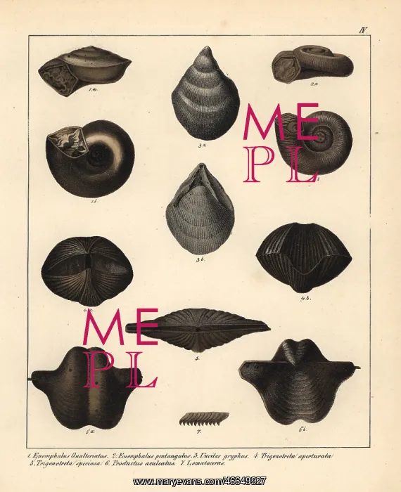 : Fossils of extinct sea snails or the Silurian : Fossils of extinct sea snails or the Silurian