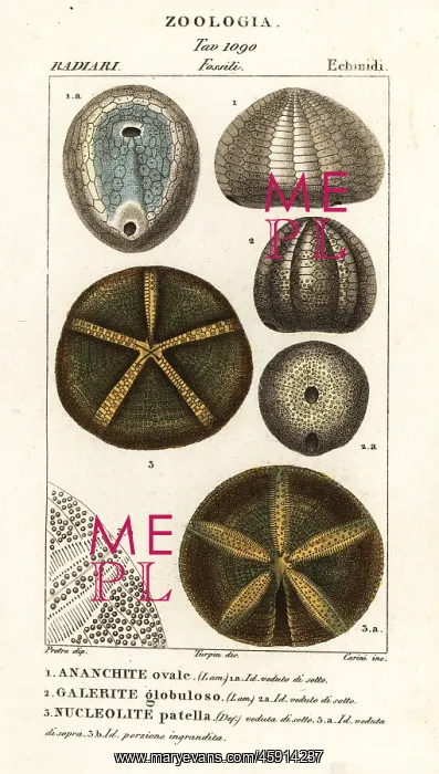 : Fossils of extinct sea urchins : Fossils of extinct sea urchins
