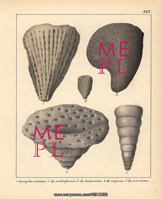 : Fossils of extinct Spongites species : Fossils of extinct Spongites species