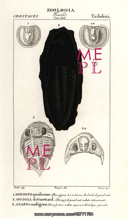 : Fossils of extinct Trilobites : Fossils of extinct Trilobites