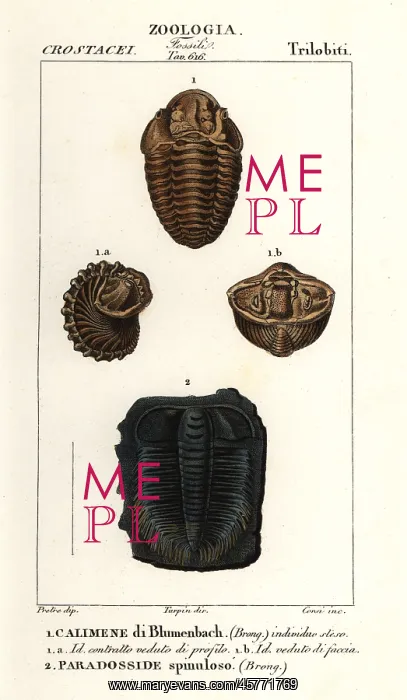 : Fossils of extinct Trilobites : Fossils of extinct Trilobites