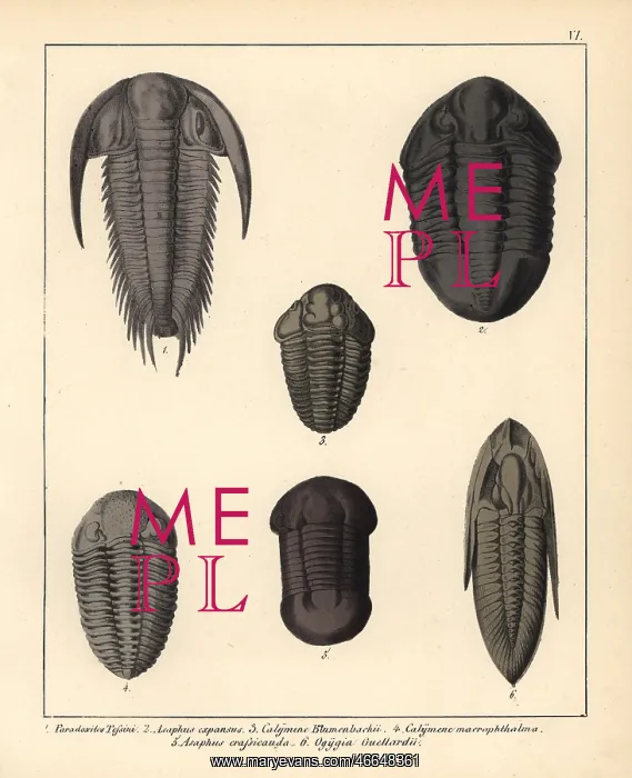 : Fossils of extinct trilobites : Fossils of extinct trilobites