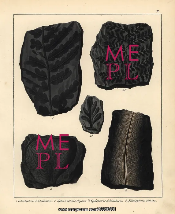 : Fossils of ferns and plants : Fossils of ferns and plants