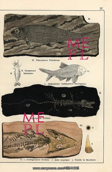 : Fossils of fish, crustaceans, and amphibians : Fossils of fish, crustaceans, and amphibians