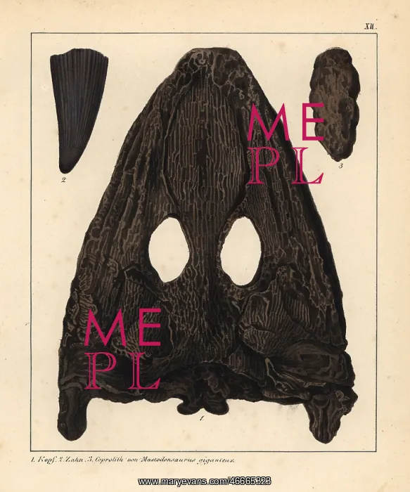 : Fossils of the Mastodonsaurus giganteus, an : Fossils of the Mastodonsaurus giganteus, an