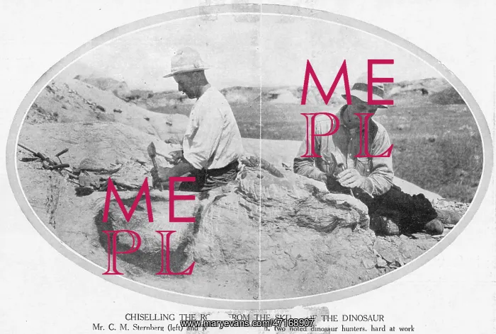 : FOSSILS / PALAEONTOLOGISTS : FOSSILS / PALAEONTOLOGISTS