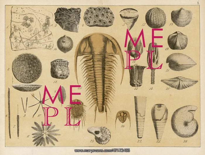 : Fossils from the palaeozoic era : Fossils from the palaeozoic era