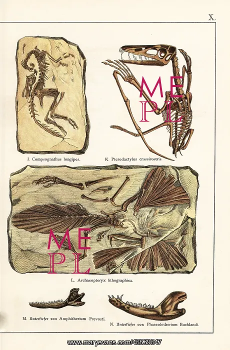 : Fossils of skeletons of extinct dinosaurs and mammals : Fossils of skeletons of extinct dinosaurs and mammals